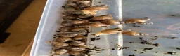 Snails invertebrates for sale: :Jodatzi baby giant african land snails - Advert 1