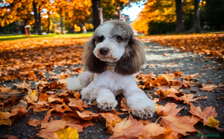 Miniature Poodle dogs in Kettering - Advert 2