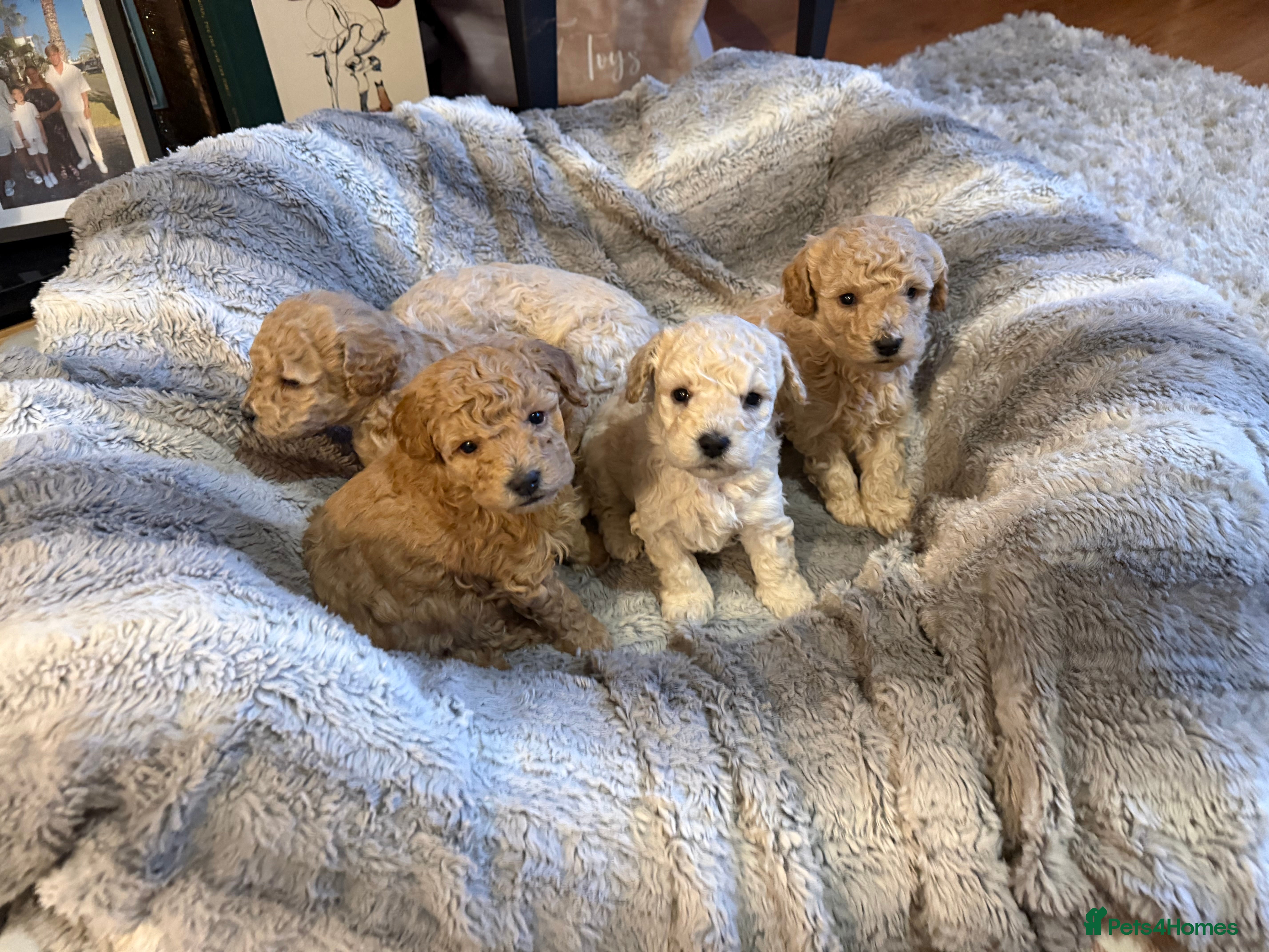 Maltipoo dogs Real life teddy bears 🧸  - Advert 7