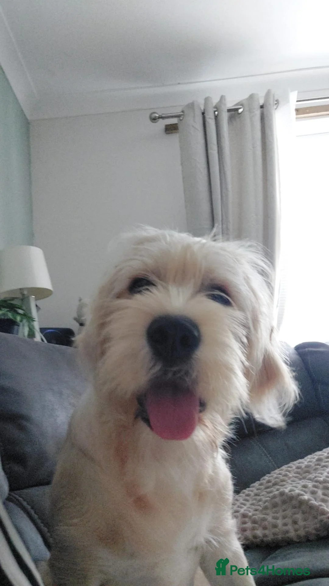 Mixed Breed dogs for sale: Labrador x Cavachon Seeking Loving Forever Home  in Swansea - Advert 3