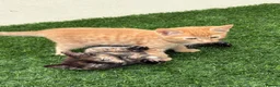 Mixed Breed cats for sale: 2 beautiful kittens looking for their forever home - Advert 12