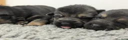 German Shepherd dogs for sale: Quality KC Puppies From Health Tested Parents - Advert 12