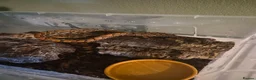 Boa Snake reptiles for sale: Young Brazillian Rainbow Boa - Advert 6