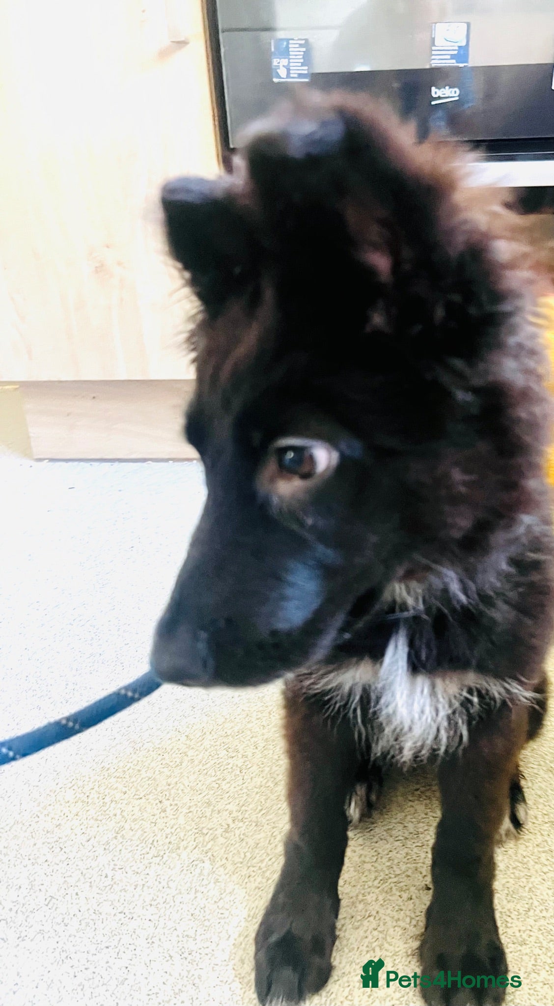 German Shepherd dogs German Shepherd Female - Advert 1