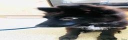 German Shepherd dogs for sale: German Shepherd Female in Alford - Advert 1