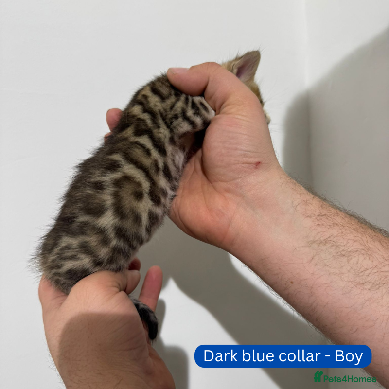 Bengal cats for sale: Luxury 5-Generation-Pedigree Bengal Kittens - Advert 22