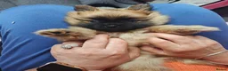 Pomeranian dogs for sale: 2 gorgeous Pomeranians  - Advert 5