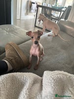 Italian Greyhound dogs KC ITALIAN GREYHOUND PUPPIES FOR NEW HOMES - Advert 2