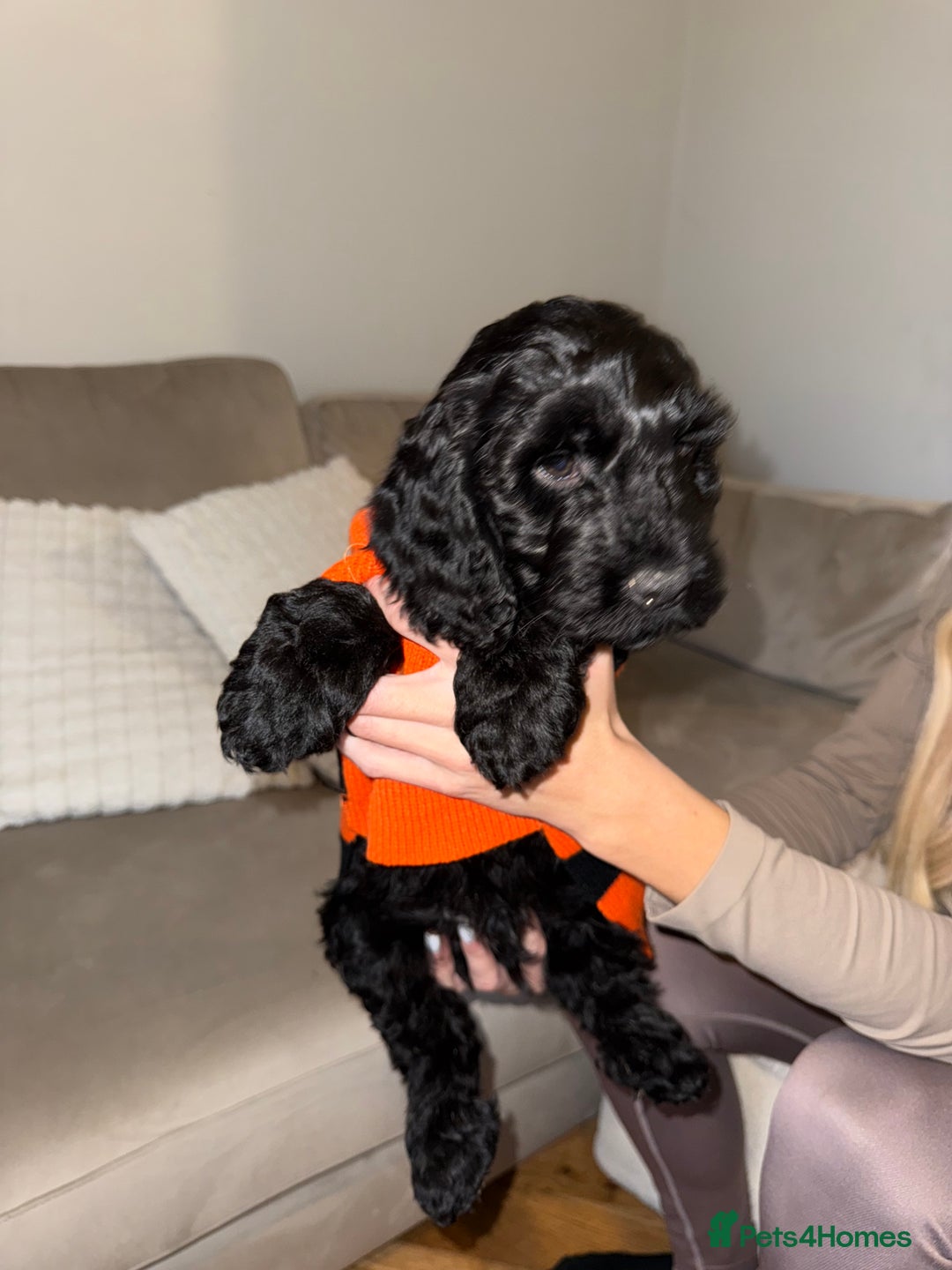 Cockapoo dogs for sale: F1 Cockapoo puppies  - Image 39
