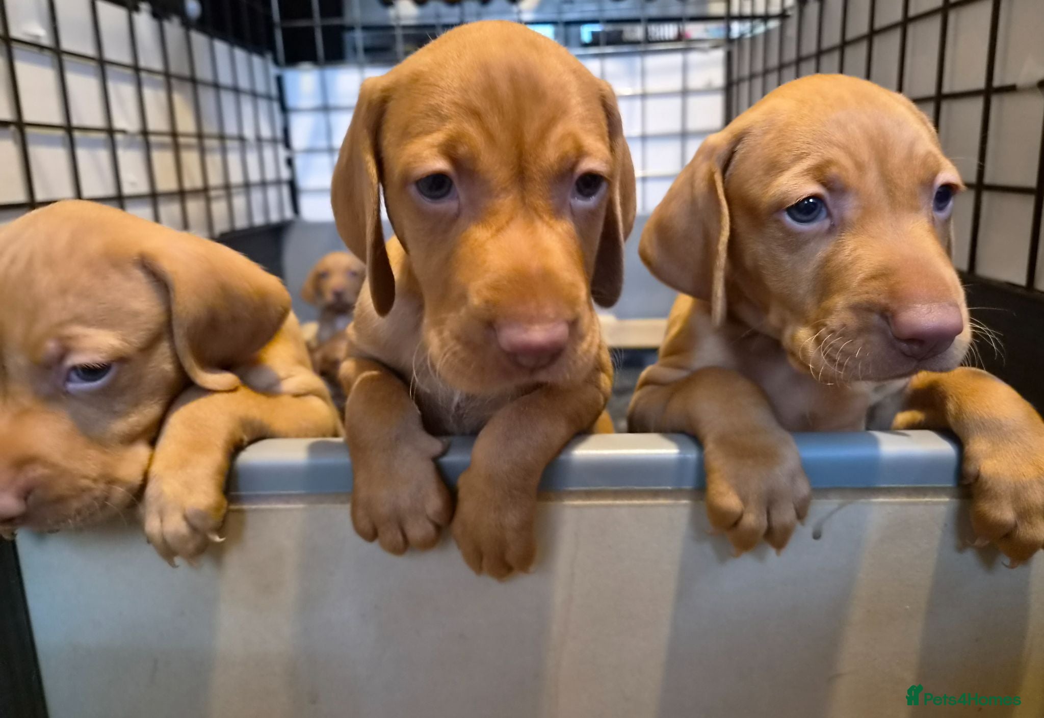 Hungarian Vizsla dogs Beautiful Hungarian Vizsla Puppies - Advert 1