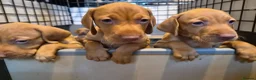 Hungarian Vizsla dogs for sale: Beautiful Hungarian Vizsla Puppies - Advert 1