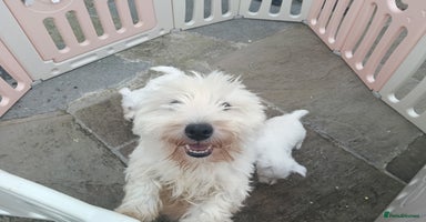 West Highland Terrier dogs - Advert 2