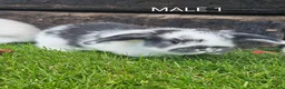 Mini Lop rabbits for sale: Gorgoeus mini lop baby rabbits - Advert 2