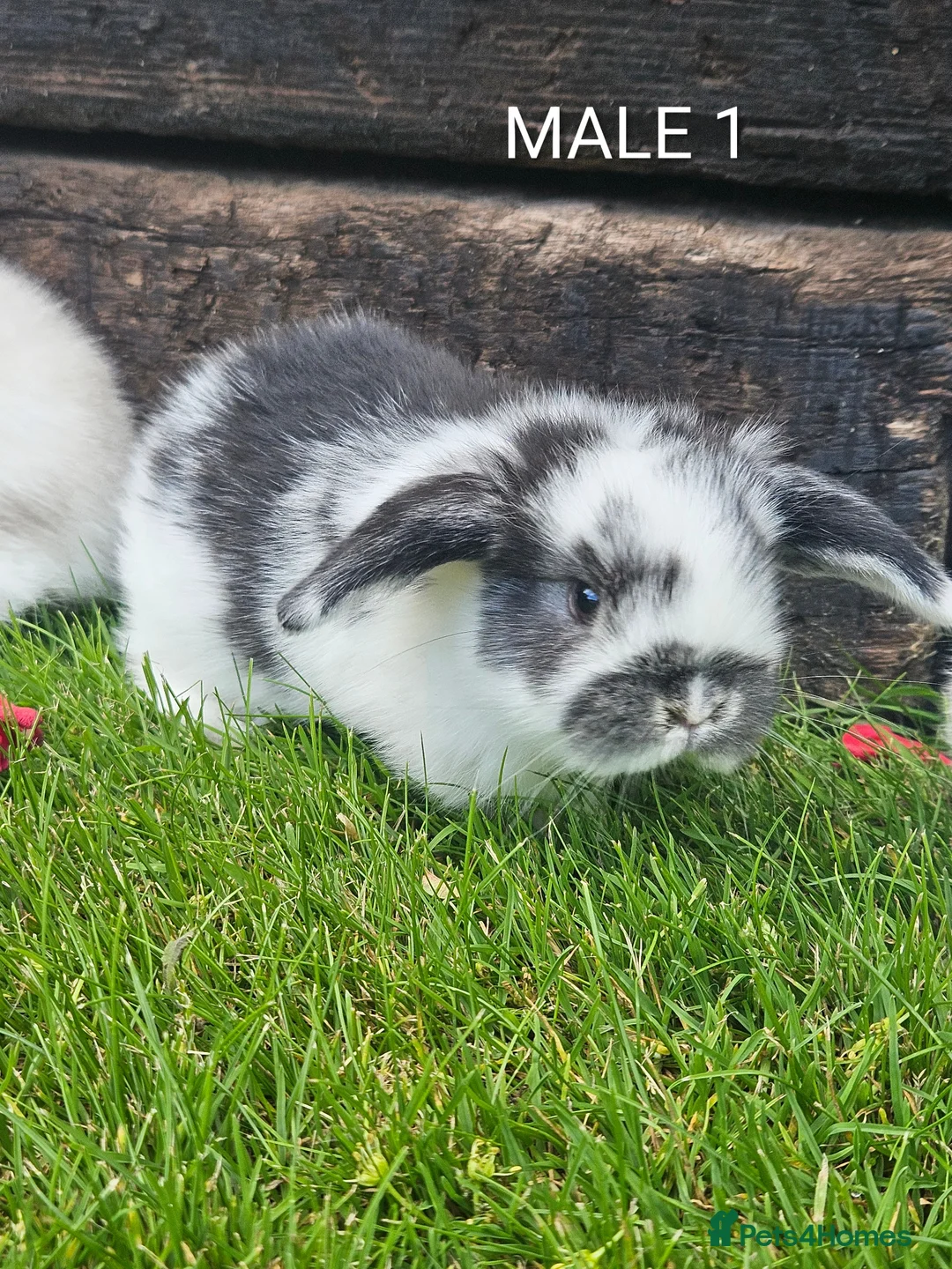 Mini Lop rabbits for sale: Gorgoeus mini lop baby rabbits - Advert 2