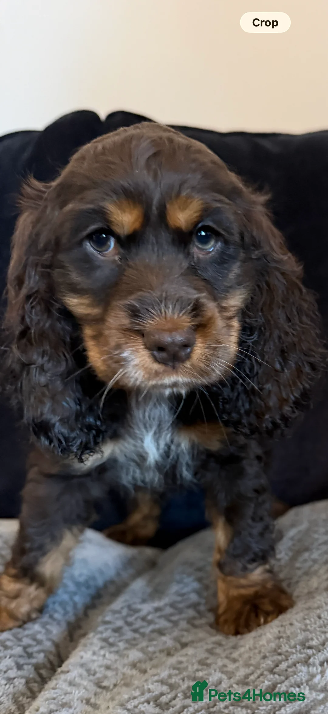 Cocker Spaniel dogs for sale: Chucky KC Cocker Spaniel Pup’s Ready Now - Advert 12