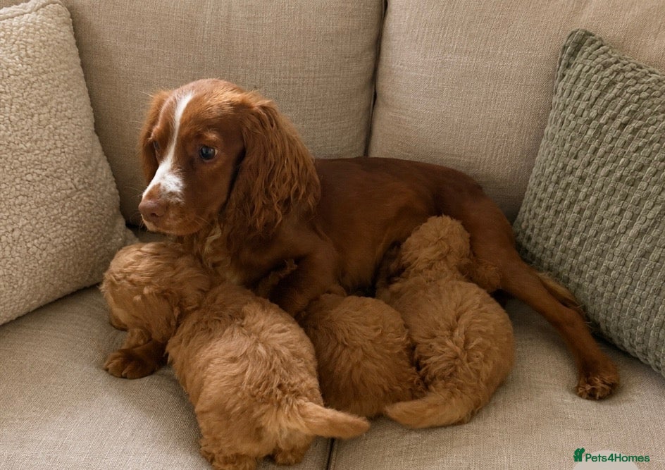Cockapoo dogs Stunning toy F1 cockapoo    - Advert 1