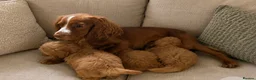 Cockapoo dogs for sale: Stunning toy F1 cockapoo    - Advert 1