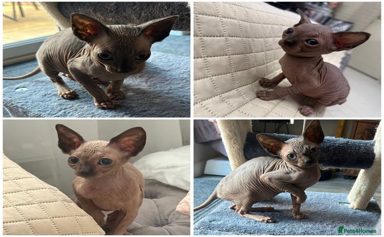 Sphynx cats - Advert 1