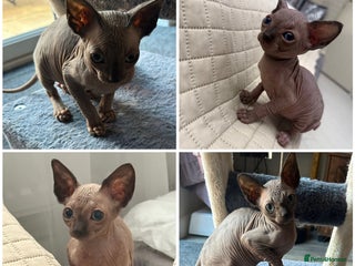 Sphynx cats - Advert 23