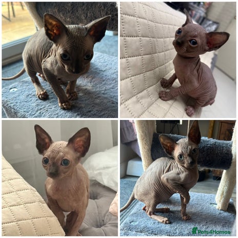 Sphynx cats - Advert 2