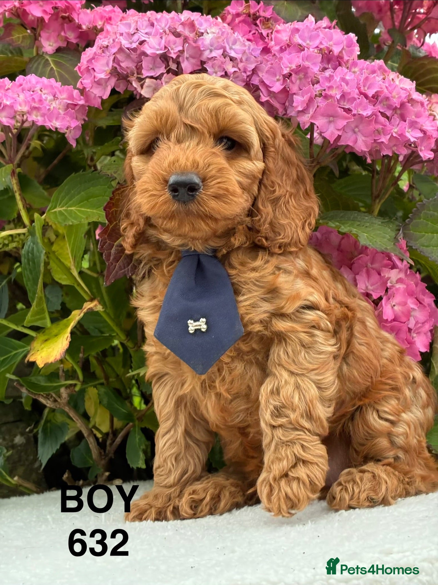 Cockapoo dogs F1b Cockapoo Puppies Available  - Advert 2