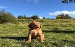 Hungarian Vizsla dogs for sale: Wirehaired Vizsla’s - Image 30