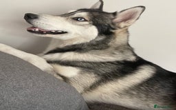 Siberian Husky dogs for stud: PROVEN KC Registered Siberian Husky Stud ONLY in Solihull - Image 19
