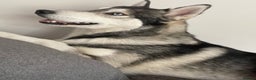 Siberian Husky dogs for stud: PROVEN KC Registered Siberian Husky Stud ONLY in Solihull - Advert 19