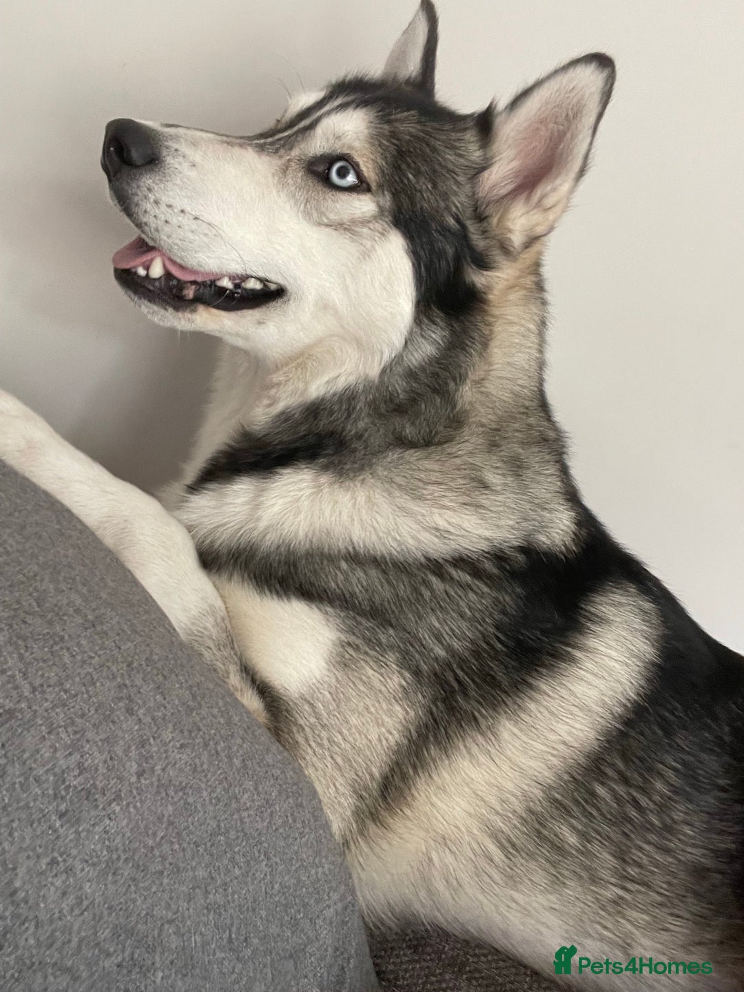 Siberian Husky dogs for stud: PROVEN KC Registered Siberian Husky Stud ONLY in Solihull - Image 19