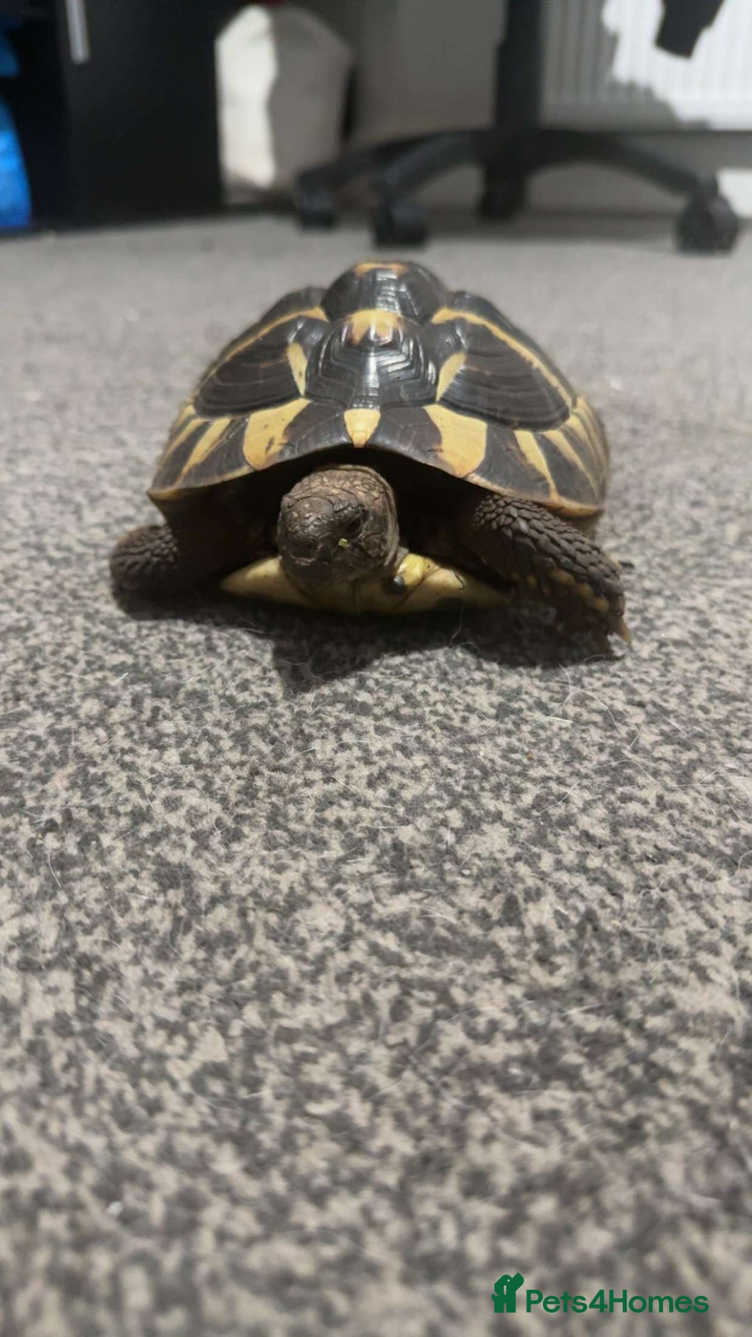 Hermann Tortoise reptiles for sale: Female Hermann tortoise - Advert 2