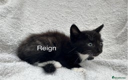 Mixed Breed cats for sale: 5 kittens looking for a home - Image 4