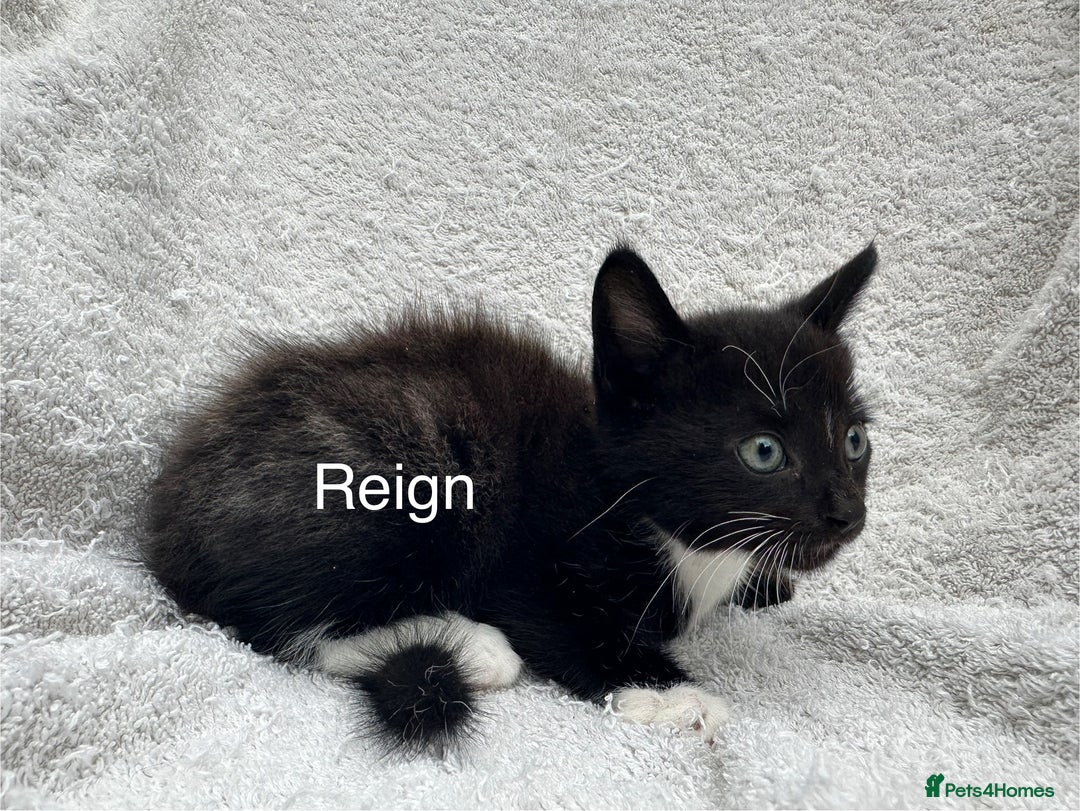 Mixed Breed cats for sale: 5 kittens looking for a home - Image 4