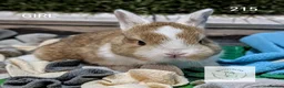 Mixed Breed rabbits for sale: Beautiful bunnies to reserve  - Advert 9