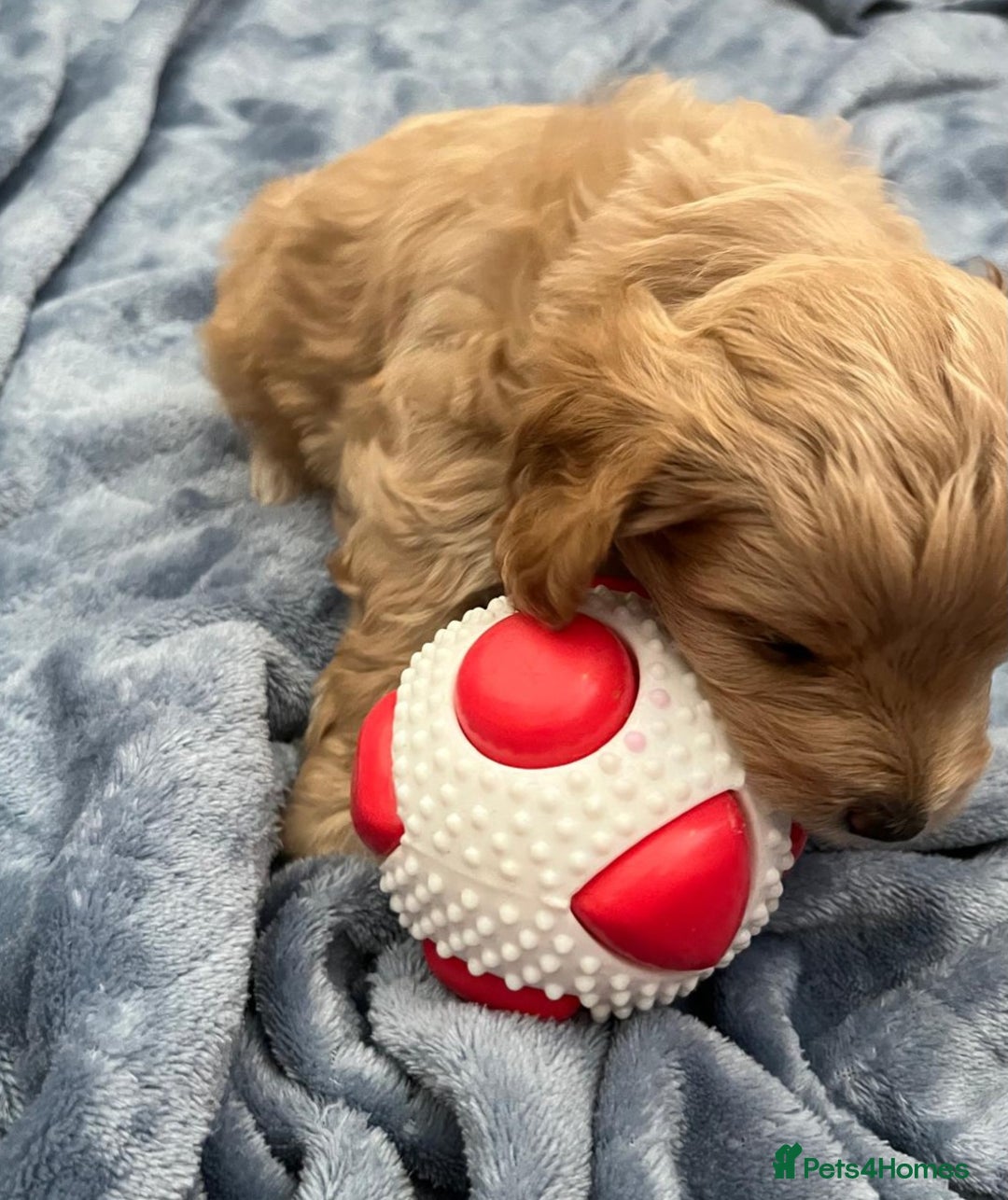 Cockapoo dogs for sale: Beautiful litter of cockapoos - Image 20