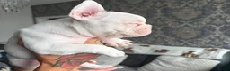 French Bulldog dogs for sale: FRENCH BULLDOG GIRLS - Advert 10