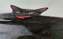 Mixed Breed cats for sale: 2 black famele kittens  - Image 5