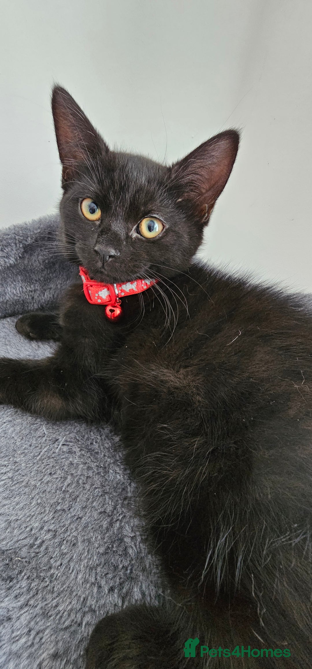 Mixed Breed cats for sale: 2 black famele kittens  - Image 5
