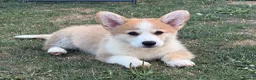 Welsh Corgi Pembroke dogs for sale: Fully Vac, KC Papers Ready, waiting to love YOU!! - Advert 9
