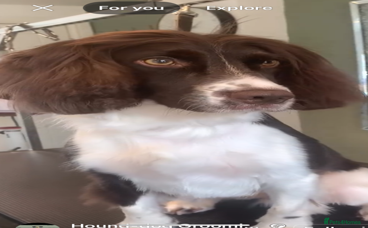 Cocker Spaniel dogs - Advert 1