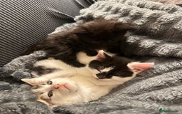 Domestic Shorthair cats for sale: short and long hair kittens ready to go - Image 1