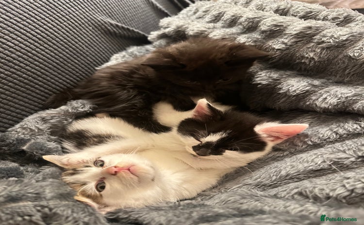 Domestic Shorthair cats - Advert 2