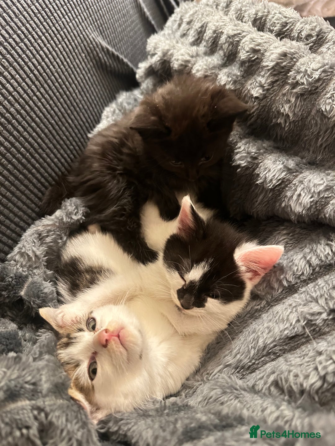 Domestic Shorthair cats for sale: short and long hair kittens ready to go - Image 1