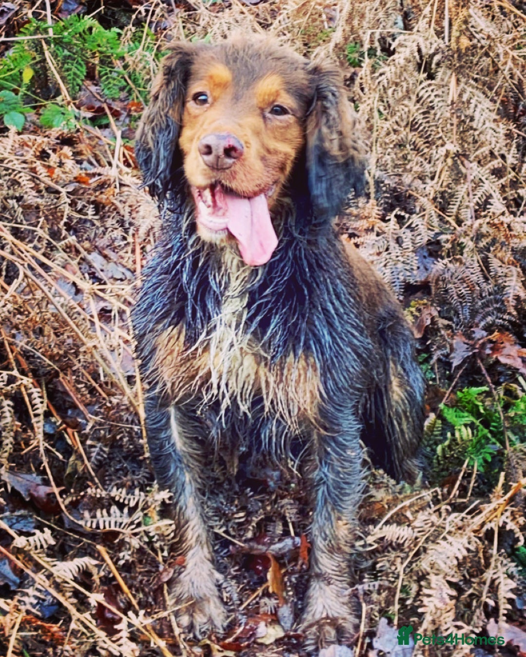 Cocker Spaniel dogs for stud: Cocker Spaniel stud  - Advert 24