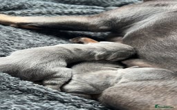 French Bulldog dogs for sale: Two Beautiful Girl French Bulldogs  - Image 10