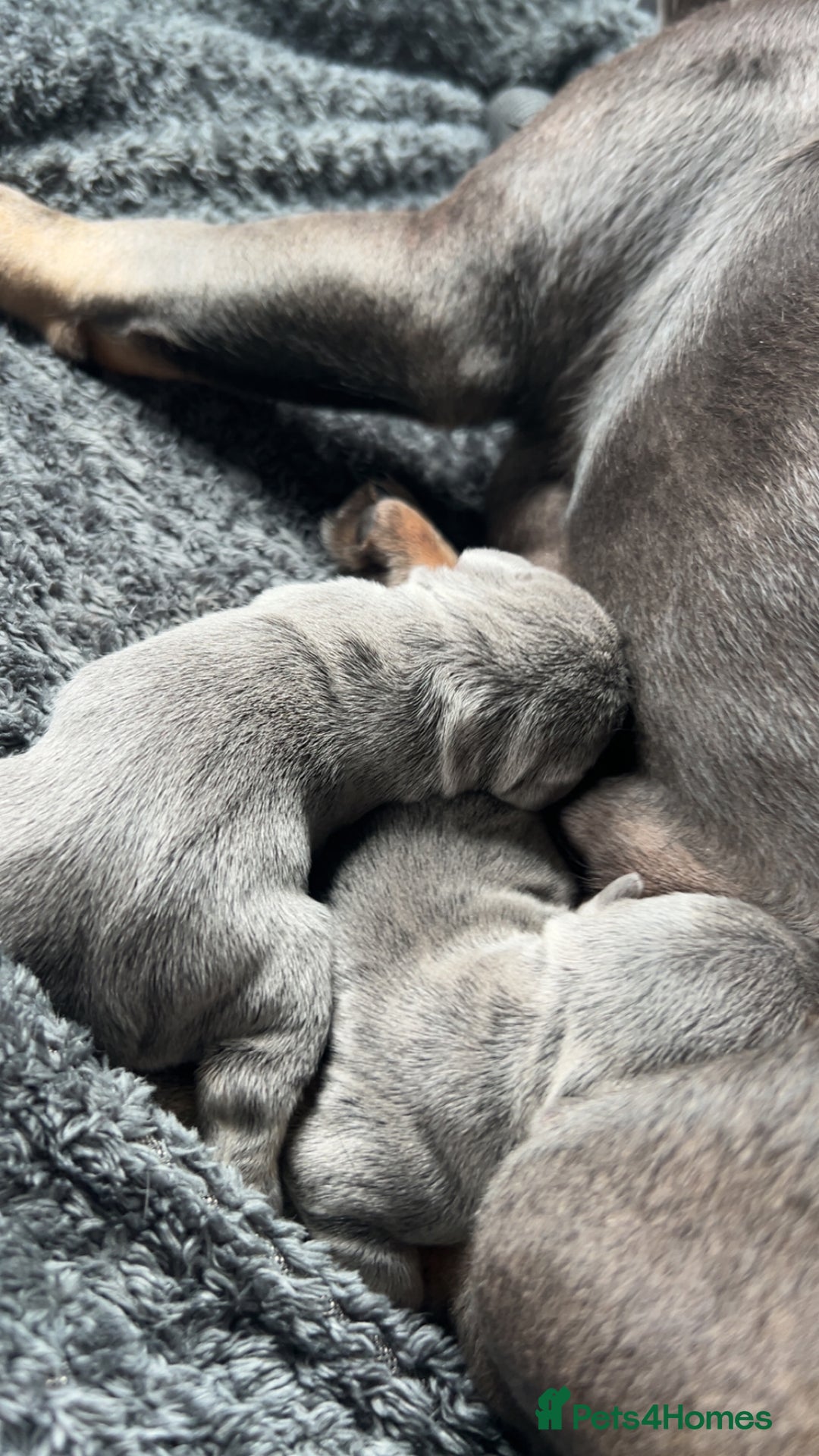 French Bulldog dogs for sale: Two Beautiful Girl French Bulldogs  - Image 10