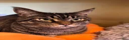 Mixed Breed cats for sale: Two beautiful tabby boys ready to rehome - Advert 3