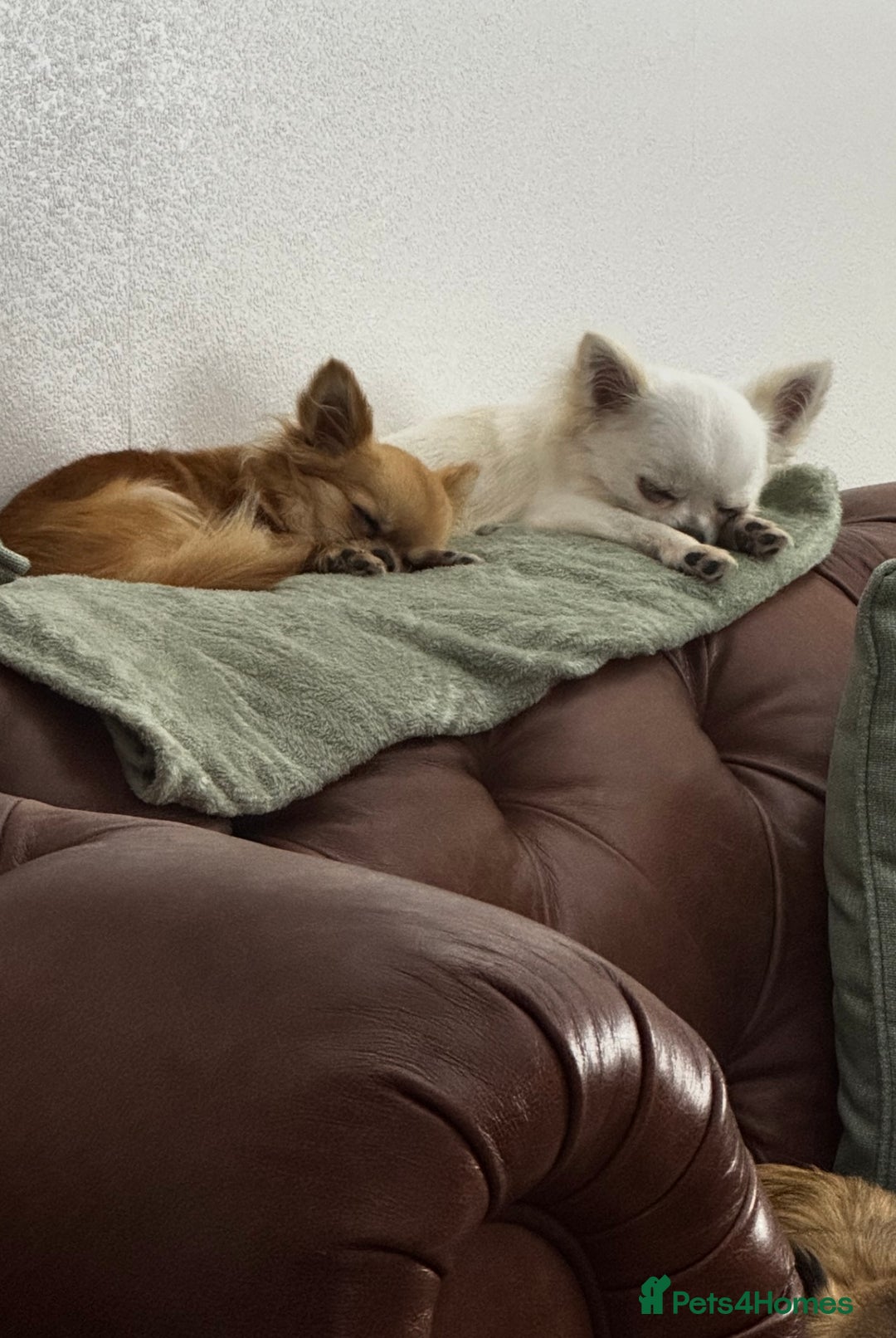 Chihuahua dogs for sale: KC Registered L/C Chihuahuas - Image 6