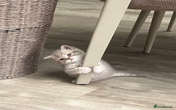 British Shorthair cats for sale: ONLY 1 Adorable Girl Left  - Image 10