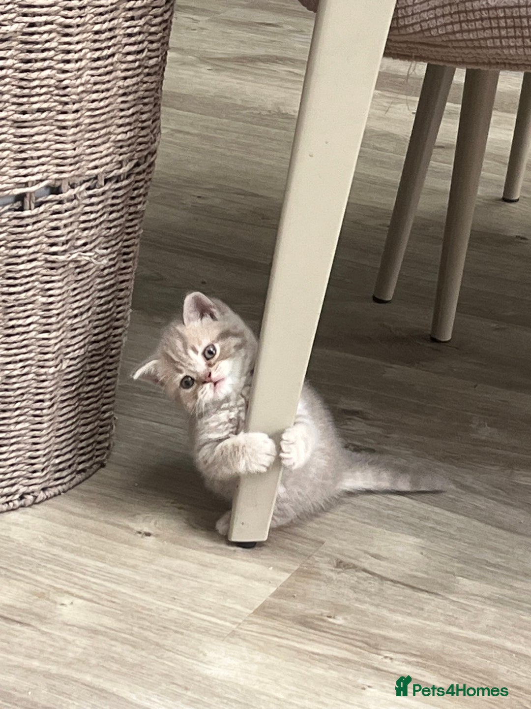 British Shorthair cats for sale: ONLY 1 Adorable Girl Left  - Image 10