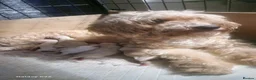 Cockapoo dogs for sale: 2 girls 3 boys available  - Advert 1